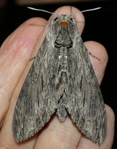 Agrius convolvuli